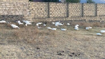 Qazin 10 azn diri çekisi ördeklerin qiymeti 15 manat bir denesi lalafo.az -da Qazin 10 azn diri çekisi ördeklerin qiymeti 15 manat bir denesi