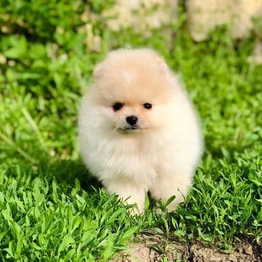 Şpitz lalafo.az -da Şpitz