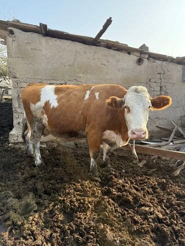 Simental cinsli inək - Rəng: qırmızı‑ağ ləkəli - Cinsiyyət: dişi - lalafo.az -da Simental cinsli inək - Rəng: qırmızı‑ağ ləkəli - Cinsiyyət: dişi -