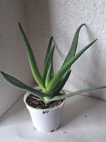 Aloe Vera (saksıda) - Bitki: Aloe vera (sukkulent) - Saksı: Ağ lalafo.az -da Aloe Vera (saksıda) - Bitki: Aloe vera (sukkulent) - Saksı: Ağ