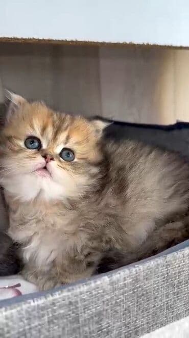 Şotland, Dişi, Ünvandan götürmə, Pulsuz çatdırılma lalafo.az -da Şotland, Dişi, Ünvandan götürmə, Pulsuz çatdırılma