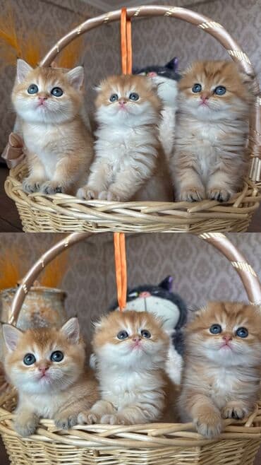 Şotland, Erkək, Dişi, Yaxşı əllərə, Ünvandan götürmə, Pulsuz çatdırılma, Ödənişli çatdırılma lalafo.az -da Şotland, Erkək, Dişi, Yaxşı əllərə, Ünvandan götürmə, Pulsuz çatdırılma, Ödənişli çatdırılma