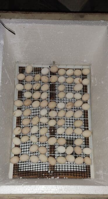 Экстракторы масла: Inkubator yarı aftamat
qiymət:130 AZN
ISTƏYƏ GÖRƏ DƏ YIĞILIR at lalafo.az — 2 Экстракторы масла: Inkubator yarı aftamat
qiymət:130 AZN
ISTƏYƏ GÖRƏ DƏ YIĞILIR — 2