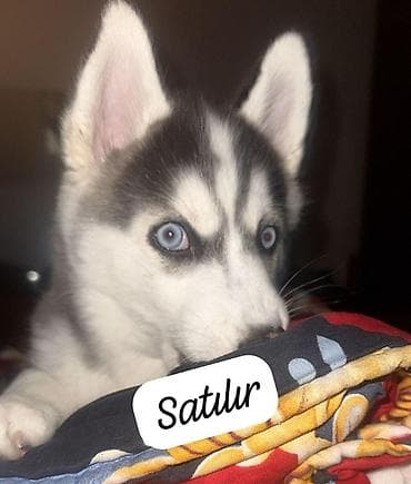 Xaski, 3 ay, Dişi, Peyvəndli, Ünvandan götürmə lalafo.az -da Xaski, 3 ay, Dişi, Peyvəndli, Ünvandan götürmə