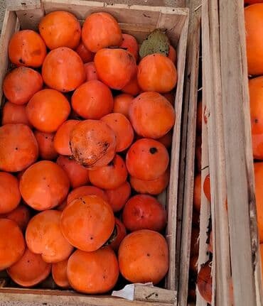 Соления: Məhsul: Öz bağımızdan Xurma . Ağdaş Xurması. Qiyməti - 0.70. Çox at lalafo.az — 7 Соления: Məhsul: Öz bağımızdan Xurma . Ağdaş Xurması. Qiyməti - 0.70. Çox — 7