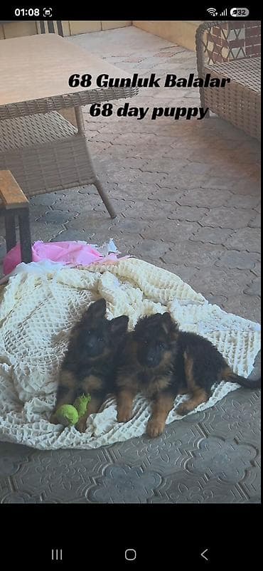 Alman çoban iti, 2 ay, Peyvəndli lalafo.az -da Alman çoban iti, 2 ay, Peyvəndli