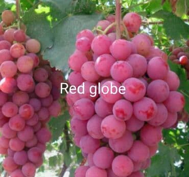 Ləpələr: Üzüm tingləri və süfrə-sortları - Avatar (şirin barmaqvari qara lalafo.az -da — 2 Ləpələr: Üzüm tingləri və süfrə-sortları - Avatar (şirin barmaqvari qara — 2