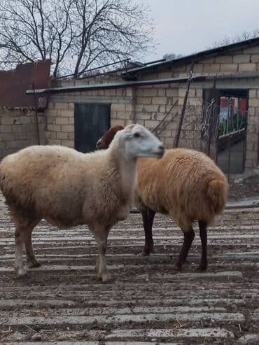 Super 2baş şişeydi bogazdi 2side təcili satilir. 070 744 57 64 lalafo.az -da — 3 Super 2baş şişeydi bogazdi 2side təcili satilir. 070 744 57 64 — 3