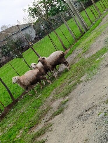 Quppi, Sülhsevər, Rayonlara çatdırılma, Ödənişli çatdırılma lalafo.az -da Quppi, Sülhsevər, Rayonlara çatdırılma, Ödənişli çatdırılma