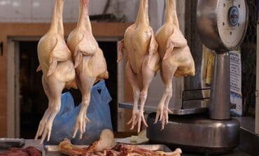 Halal kəsim ilə kəsilmiş toyuqlar, cavan tez bişən və gec bişən lalafo.az -da Halal kəsim ilə kəsilmiş toyuqlar, cavan tez bişən və gec bişən