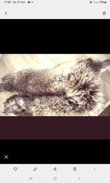 Натуральный мех. ЛИСА. В lalafo.az -da — 1 Натуральный мех. ЛИСА. В — 1