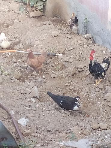 Toyuq, Damazlıq lalafo.az -da Toyuq, Damazlıq