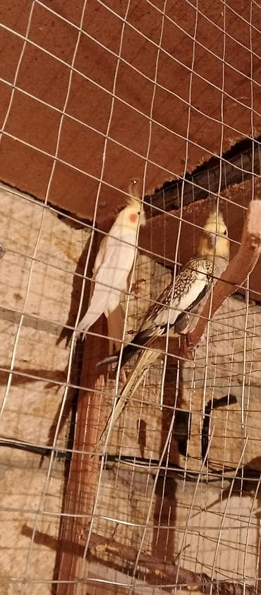 Nimfalara baxım üçün hazır cütlük - Növ: Nimfa (Cockatiel) - Rənglər lalafo.az -da Nimfalara baxım üçün hazır cütlük - Növ: Nimfa (Cockatiel) - Rənglər