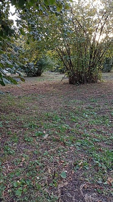 Oğuz, 6000 kv. m, 2 otaqlı, Hovuzsuz, Su lalafo.az -da — 8 Oğuz, 6000 kv. m, 2 otaqlı, Hovuzsuz, Su — 8