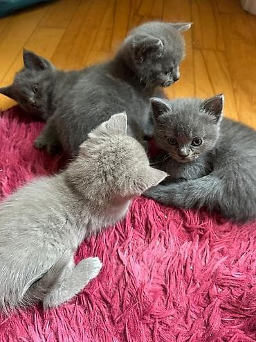 Erkək, Dişi, Yaxşı əllərə, Rayonlara çatdırılma, Ödənişli çatdırılma, Ünvandan götürmə lalafo.az -da Erkək, Dişi, Yaxşı əllərə, Rayonlara çatdırılma, Ödənişli çatdırılma, Ünvandan götürmə