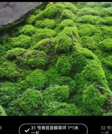 Bitki dərmanları: Məhsul: Təbiətvi̇ zolaqlı yosun/mahov örtüyü – hazır plitələr Təsvir lalafo.az -da — 4 Bitki dərmanları: Məhsul: Təbiətvi̇ zolaqlı yosun/mahov örtüyü – hazır plitələr Təsvir — 4