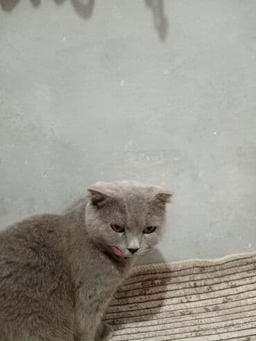 Şotland yastı qulaq, Dişi, Ünvandan götürmə lalafo.az -da Şotland yastı qulaq, Dişi, Ünvandan götürmə