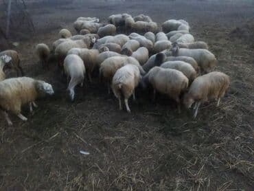 Salam 50baş qoyun satılır 18 dogub 8 10 kilolug quzları var altında lalafo.az -da Salam 50baş qoyun satılır 18 dogub 8 10 kilolug quzları var altında