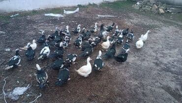 Salam Lal ordekler satilir xoruzlu fereli fereler yumurtuyur bu ilin lalafo.az -da Salam Lal ordekler satilir xoruzlu fereli fereler yumurtuyur bu ilin