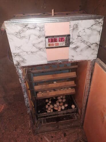 Tam avtomatik inkubator - Rəqəmsal idarəetmə paneli: temperatur və lalafo.az -da Tam avtomatik inkubator - Rəqəmsal idarəetmə paneli: temperatur və