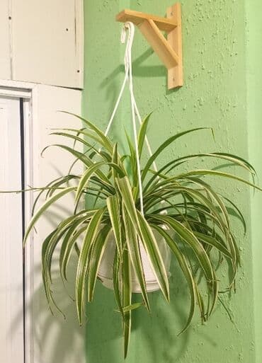 Jurnal masası, Yeni lalafo.az -da Jurnal masası, Yeni