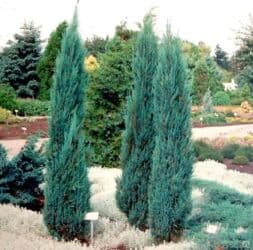 Удобрения: Thuja toxumları, sərv, Arizona sərv, mavi thuja, qərb thuja və şərq at lalafo.az — 21 Удобрения: Thuja toxumları, sərv, Arizona sərv, mavi thuja, qərb thuja və şərq — 21