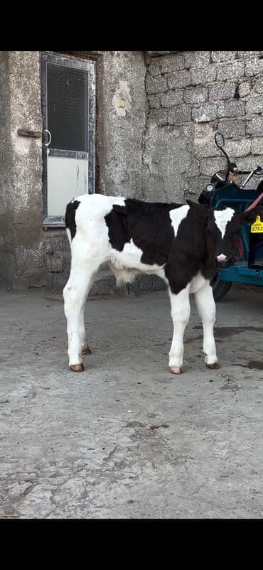 20 günlük erkek dana tam sağlam di lalafo.az -da 20 günlük erkek dana tam sağlam di