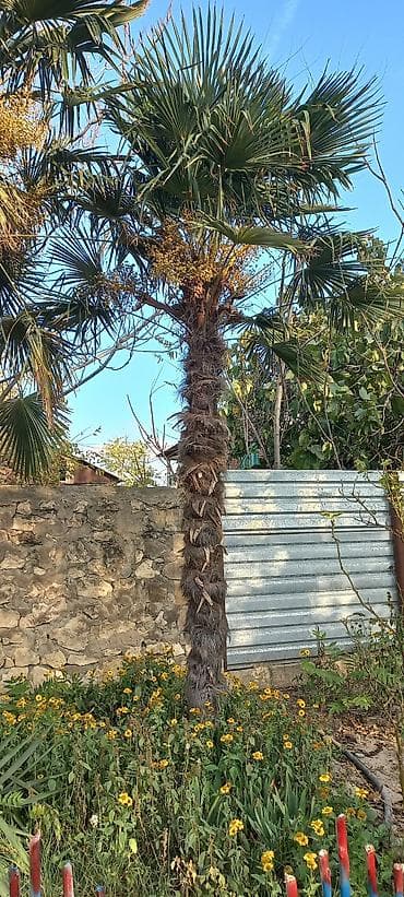 Satılır: Həyət üçün dekorativ palma ağacları (Trachycarpus fortunei – lalafo.az -da — 4 Satılır: Həyət üçün dekorativ palma ağacları (Trachycarpus fortunei – — 4