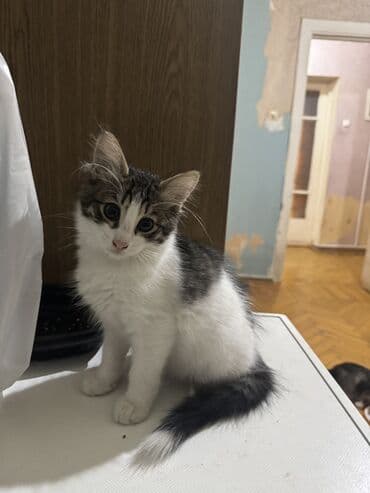 Пристраивается котенок, 3 месяца, мальчик. От блох обработан, приучен lalafo.az -da Пристраивается котенок, 3 месяца, мальчик. От блох обработан, приучен