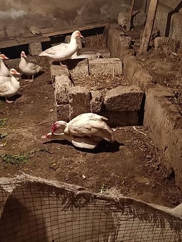 Cüt ördek satılır inkubator deyil öz ördeylerimin balasidlar dişi hal lalafo.az -da Cüt ördek satılır inkubator deyil öz ördeylerimin balasidlar dişi hal