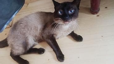 Сиамская at lalafo.az Сиамская
