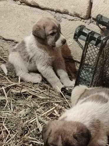 Qurdbasar, 1 ay, Erkek, Ödənişli çatdırılma lalafo.az -da Qurdbasar, 1 ay, Erkek, Ödənişli çatdırılma