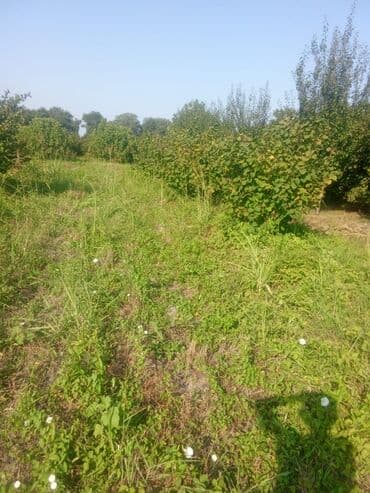 Kənd təsərrüfatı lalafo.az -da Kənd təsərrüfatı