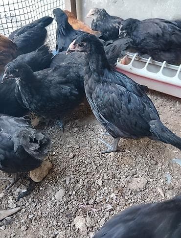 Toyuq cücələri, Damazlıq lalafo.az -da Toyuq cücələri, Damazlıq