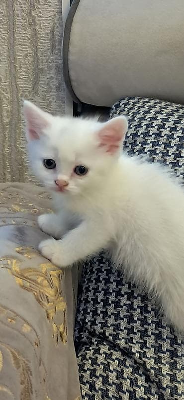 Britan yastı qulaq, Erkək, Yaxşı əllərə, Ünvandan götürmə, Ödənişli çatdırılma lalafo.az -da Britan yastı qulaq, Erkək, Yaxşı əllərə, Ünvandan götürmə, Ödənişli çatdırılma