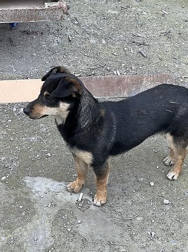 2 il, Dişi, Cütləşmə üçün, Ünvandan götürmə lalafo.az -da 2 il, Dişi, Cütləşmə üçün, Ünvandan götürmə