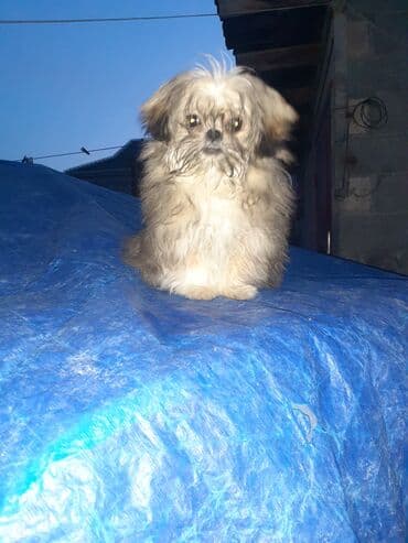 Pekines, 2 ay, Dişi, Ödənişli çatdırılma lalafo.az -da Pekines, 2 ay, Dişi, Ödənişli çatdırılma