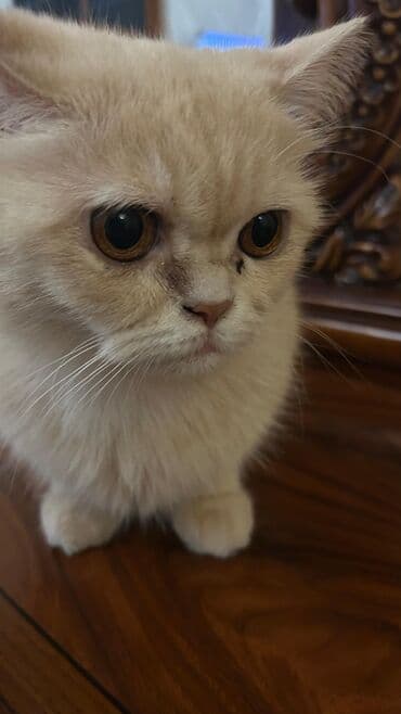 Amerikan Shorthair, Dişi, Yaxşı əllərə lalafo.az -da Amerikan Shorthair, Dişi, Yaxşı əllərə