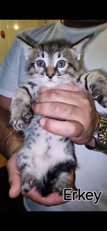 Sibir, Erkək, Dişi, Yaxşı əllərə lalafo.az -da Sibir, Erkək, Dişi, Yaxşı əllərə