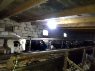 Dana, buzov, Erkək, ay: 1, Ətlik lalafo.az -da Dana, buzov, Erkək, ay: 1, Ətlik