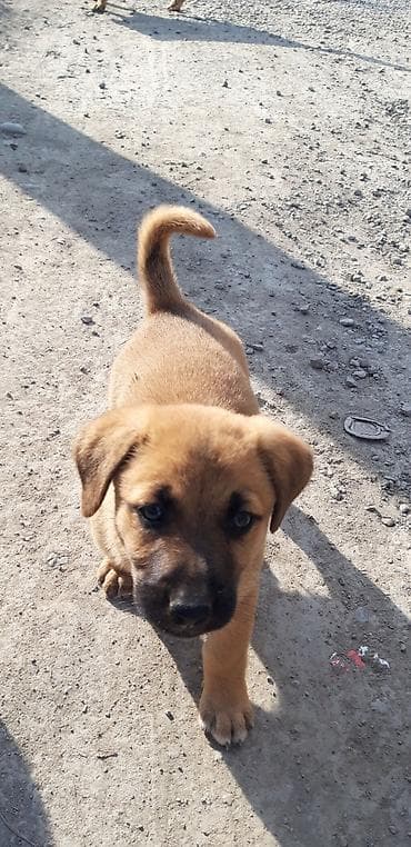 Zvanok balaları satılır. - Yaş: 2 aylıq - Cinsiyyət: erkək və dişi lalafo.az -da Zvanok balaları satılır. - Yaş: 2 aylıq - Cinsiyyət: erkək və dişi