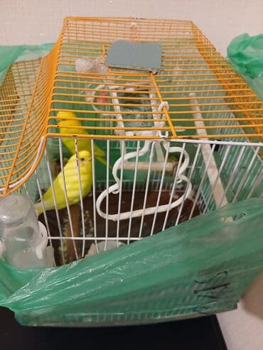 Sarı rəngli iki dalğalı tutuquşu ilə birlikdə qəfəs komplekti lalafo.az -da Sarı rəngli iki dalğalı tutuquşu ilə birlikdə qəfəs komplekti