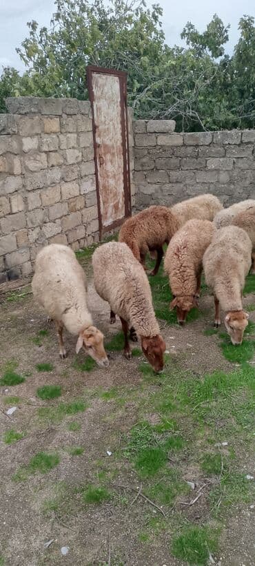 Dişi, il: 5, 60 kq, Damazlıq, Ünvandan götürmə lalafo.az -da Dişi, il: 5, 60 kq, Damazlıq, Ünvandan götürmə