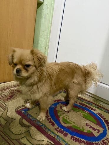 Pekines, 8 ay, Dişi, Peyvəndli lalafo.az -da Pekines, 8 ay, Dişi, Peyvəndli