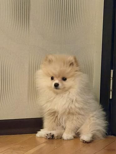 Şpitz, 2 ay, Erkek, Sənədli lalafo.az -da Şpitz, 2 ay, Erkek, Sənədli