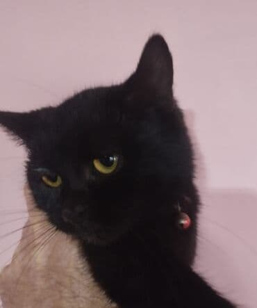 Yaxşı əllərə lalafo.az -da Yaxşı əllərə