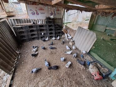 Məişət üçün yerli ev göyərçinləri – müxtəlif rəng və cinslər - Ağ lalafo.az -da Məişət üçün yerli ev göyərçinləri – müxtəlif rəng və cinslər - Ağ