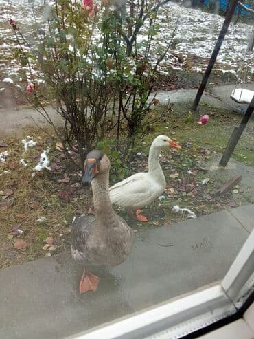 Qazlar – ev təsərrüfatı üçün - Növ: ev qazları (iki baş) - Rənglər lalafo.az -da Qazlar – ev təsərrüfatı üçün - Növ: ev qazları (iki baş) - Rənglər