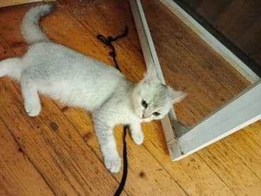 Yaxşı əllərə lalafo.az -da Yaxşı əllərə