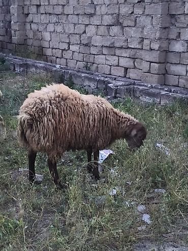 Salam 9 aylıq qurbanlığa yararlı erkek toğlu terezinende verikir 9.5 lalafo.az -da Salam 9 aylıq qurbanlığa yararlı erkek toğlu terezinende verikir 9.5